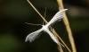 241540 – Photo : alain Roujas – France (31)
